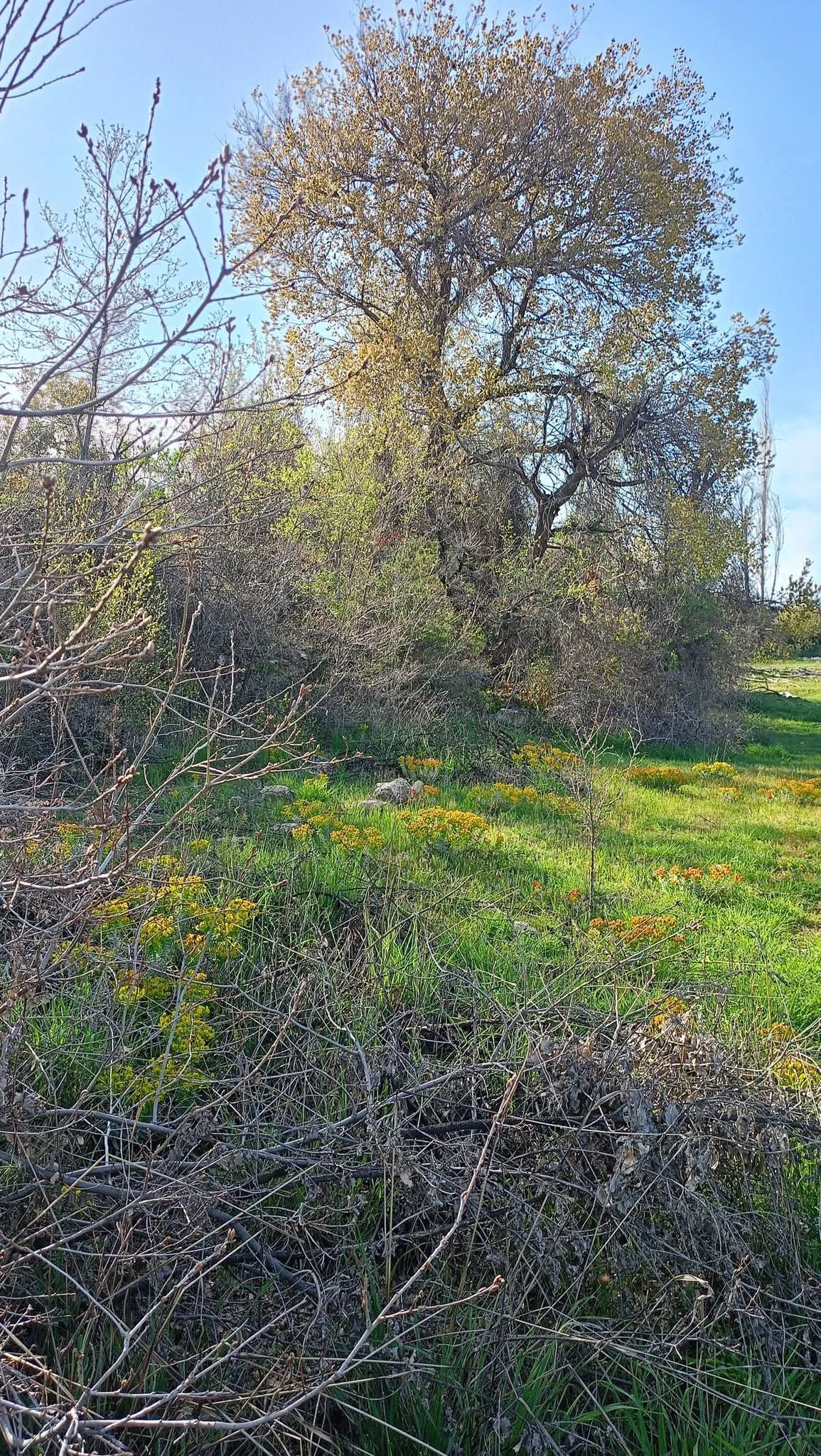 Arsa ve Parsel Karaman Ermenek İkiz&ccedil;ınar K&ouml;y&uuml; 150  Ada 4 Parsel