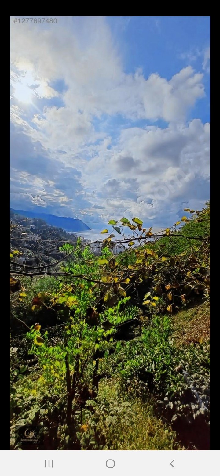 Arsa ve Parsel Rize pazarda acil satilik arsa